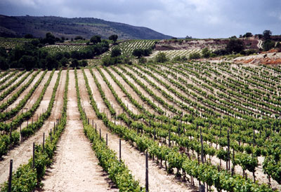 Ötezer éve készítenek már bort Cipruson