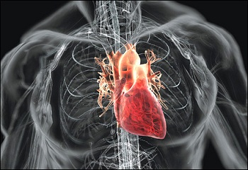 Növeli a szívizom teljesítményét a vörösborban lévő rezveratrol