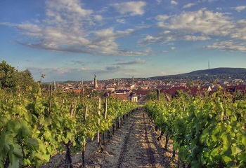 Sopron: nőtt a borvidék szőlőtermő-területe