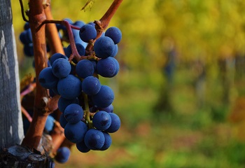 A szőlőfajták szabályozása