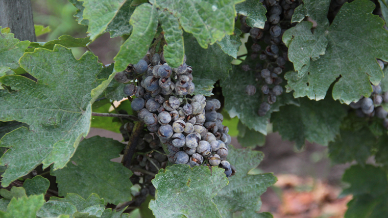 A szőlőtermesztés 2014-es dilemmája