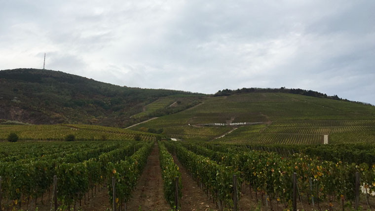 Tokaj-Hétszőlő: főszerepben a furmint és a dűlőszelektált aszúk 