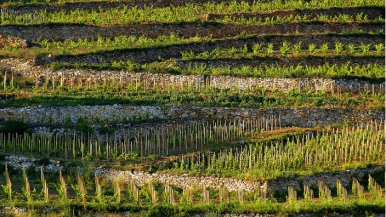 Tokaj tarolt a világ legelitebb borversenyén