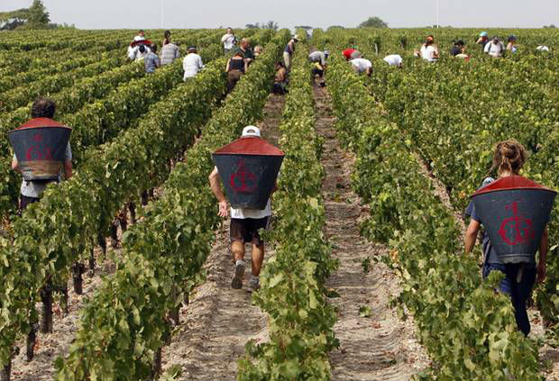 Íme a 10 legjobb bortermelő ország