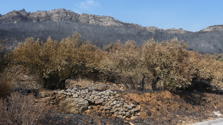 Olajliget, szőlők és egy borászat is leégett Szarajevó mellett