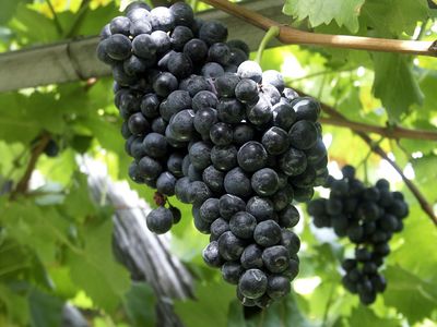 Tőkén rohad-e a szőlő Egerben?