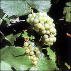 A Chardonnay „paraszt” szőlő származéka