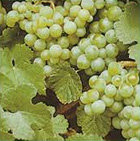 Ezerjó – Az ezerarcú magyar bor