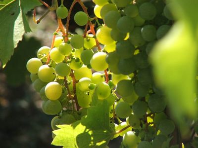 Az agrárkamara méltányosságot kér a szőlőtermelőknek
