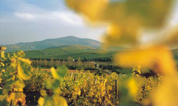 Tokaj szőlő vesszein viszály terem