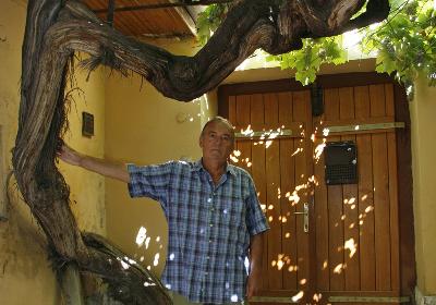 BULVÁR Török kori szőlőt nevel Ödön gazda