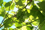 Még kevesebb szőlő Tokajban 