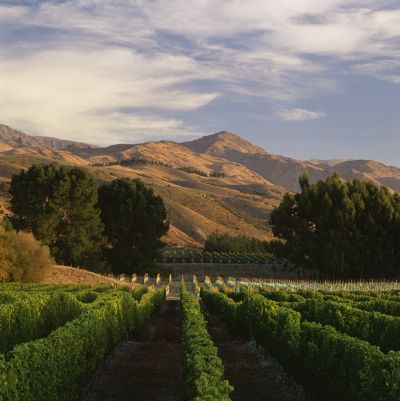 Új-Zéland, a Sauvignon Blanc új hazája