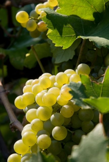 Még hiányzik az egységes koncepció a magyar borászat felemelésére