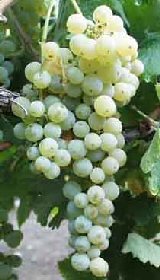 Juhfark: a nászéjszakák bora