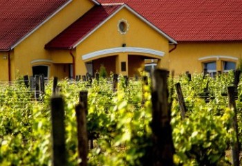 Kiváló minőségű a szőlőtermés Bács-Kiskunban