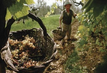 Dupla áron veszik a szőlőt a szlovákok Tokaj-hegyalján