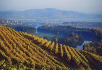 Tokaji néven is árulhattak volna kínai borokat