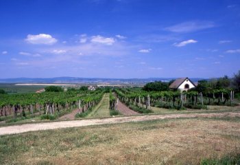 Az etyeki Kettőből egy a legjobb újbor