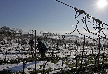 Tokaj: elfagyhatnak a szőlők