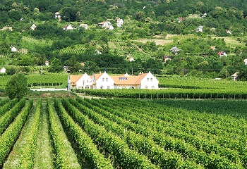 Fischer Borház: tradíció és modernitás