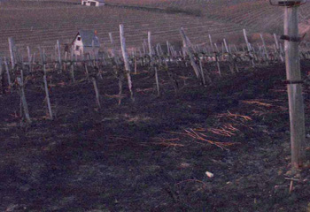 Felgyújtották a tokaji Ábrahám pince szőlőit