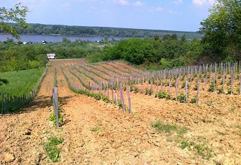 Szőlőtelepítés: hegyvidék vs. Alföld