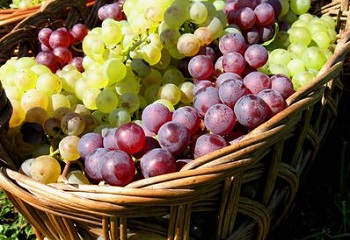 Több támogatást kapnak idén a szőlőtermelők
