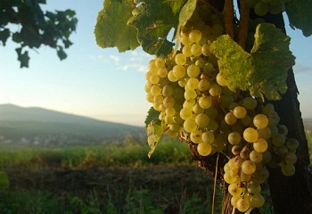 Tokajban is megkezdődött a szüret