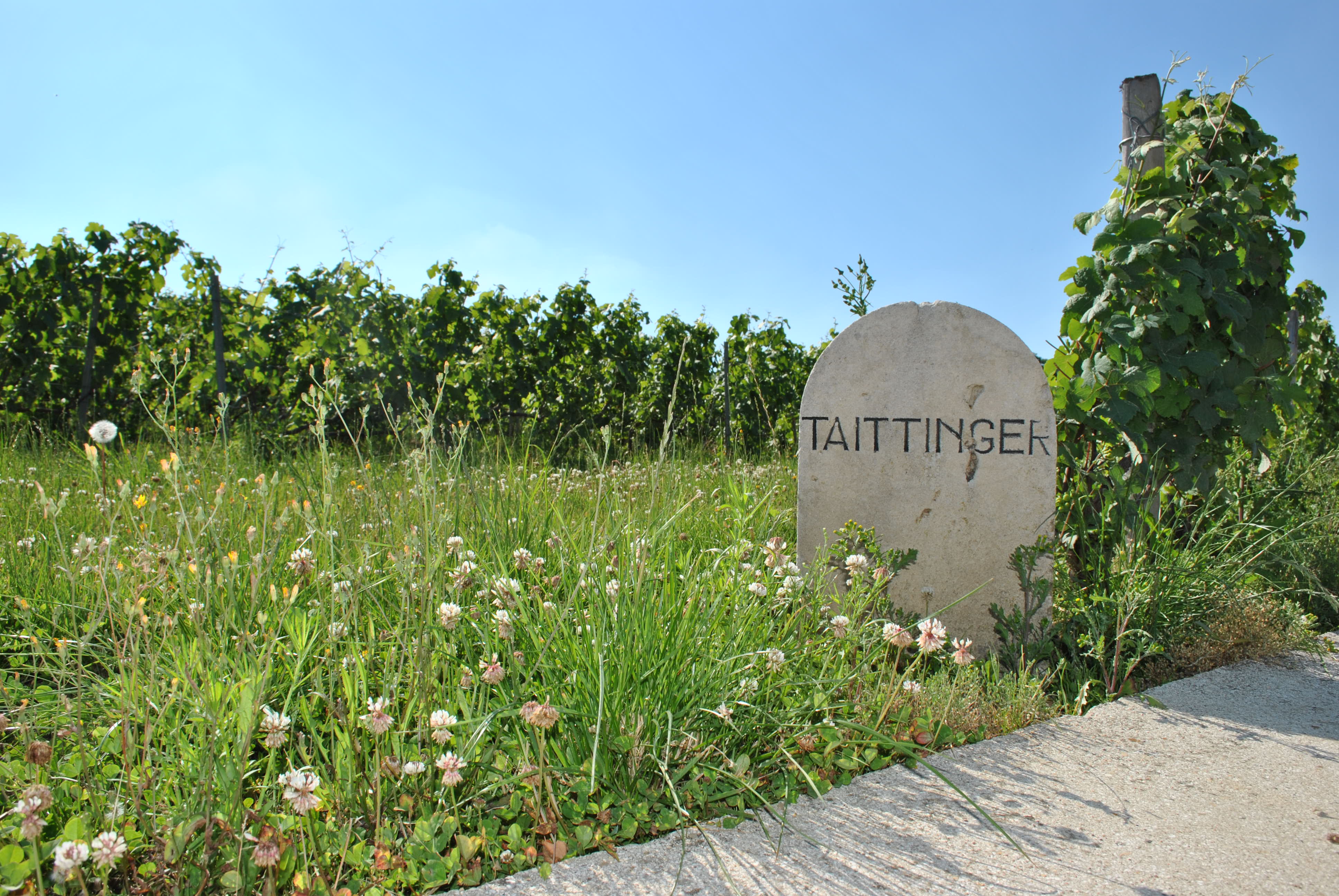 Dűlőszelekció a Taittinger háznál