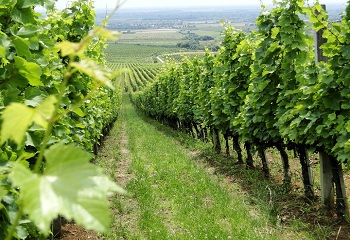 29 millió euró támogatást kap a borágazat idén
