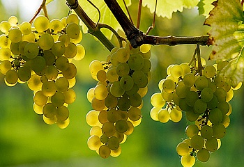 Új támogatás szőlőültetvények szerkezetátalakítására