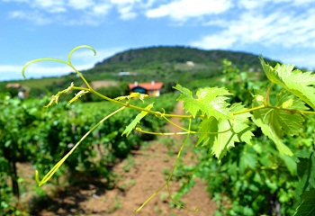 Tokaj és Eger után Badacsony is exportál borokat Kínába