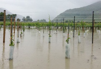 Víz alá került a wachaui borvidék egy része