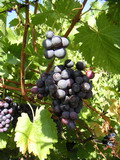 Sok borász most látott először hőgutát kapott szőlőt 