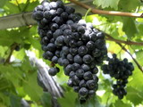 Bacchus legendája