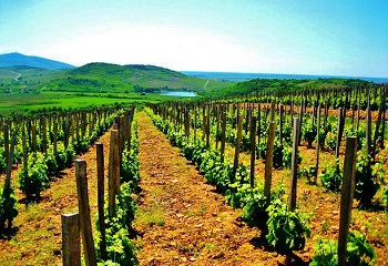 Bizakodnak a szőlőtelepítők, fejlesztik a Tokaj-hegyaljai szőlőfajtákat