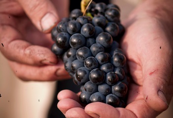 Drámai tény: az elmúlt húsz évben eltűnt a magyar szőlőterületek fele
