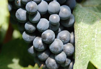 Ha április, akkor kékfrankos - borászokat kérdeztünk a fajtáról