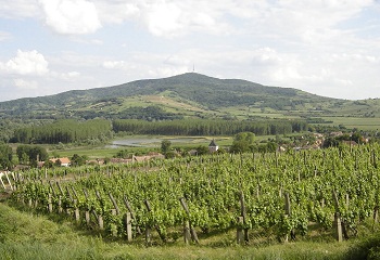 Minden pincébe benéznek Tokajban