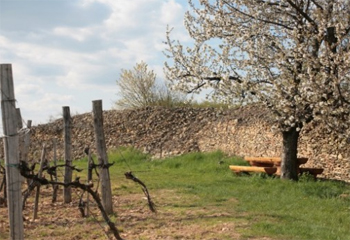 Terroir konferenciát tartanak Tokajban