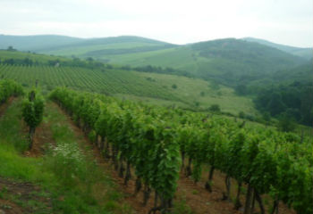 Tokaj-Hegyalján világszintű fejlesztések lesznek