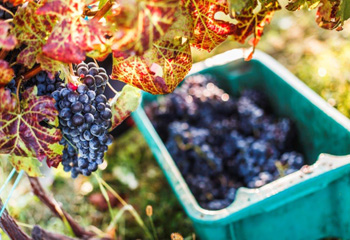 A cabernet fajták jól teljesítettek a Dél-Balatonon