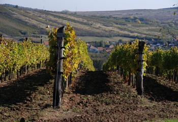 Brutálisan csökken a szőlőterület Európában