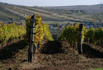 A hegyközségek regionális szervezetei - A hegyközségek 6. rész