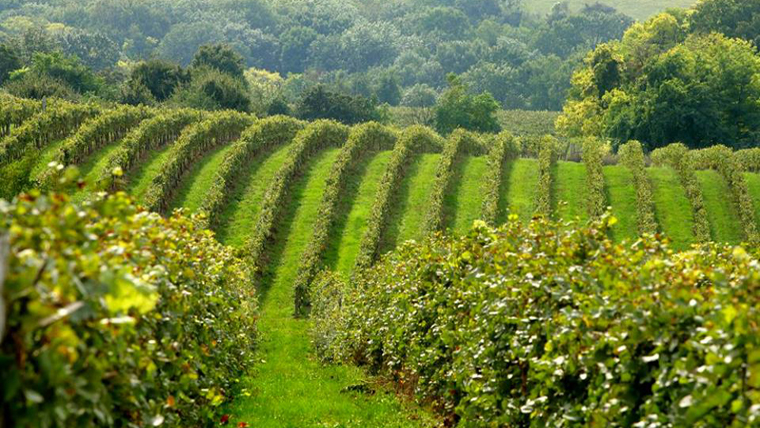 Borvidék fél órára Budapesttől és nem Etyek, mi az?