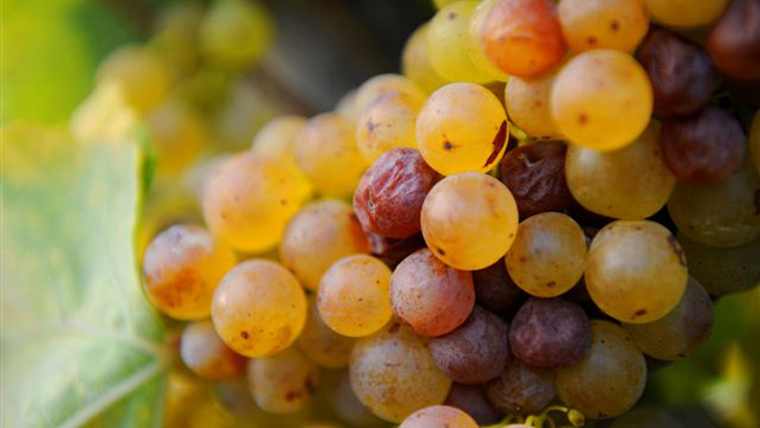Nem készít tokajit gyengébb minőségű szőlőből a Tokaj Kereskedőház