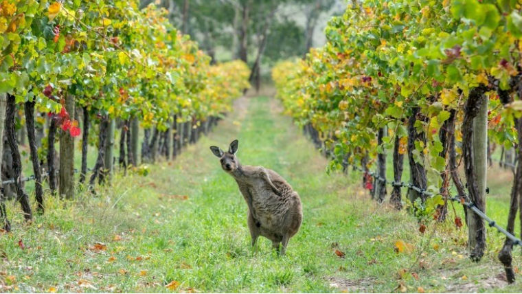 Érdemes lesz 2015-ből ausztrál borokat vásárolni