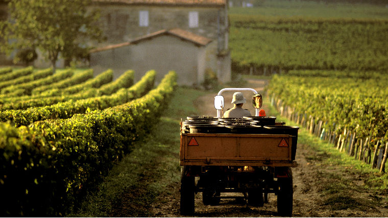 Az olasz bortermelés maga mögé utasította a franciát