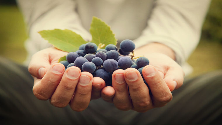 Vajon finomabbak-e az organikus borok?